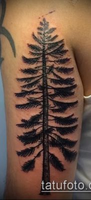 صورة وشم شجرة التنوب (وشم شجرة التنوب) (قيمة) - مثال الرسم - 066