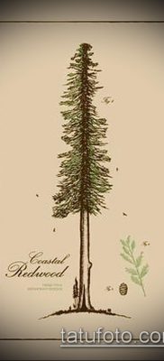 صورة وشم شجرة التنوب (وشم شجرة التنوب) (قيمة) - مثال الرسم - 061