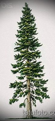 صورة وشم شجرة التنوب (وشم شجرة التنوب) (قيمة) - مثال الرسم - 043