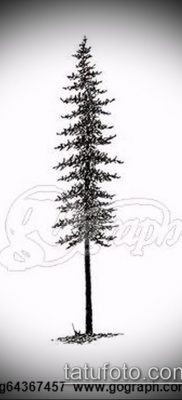 صورة وشم شجرة التنوب (وشم شجرة التنوب) (قيمة) - مثال الرسم - 019