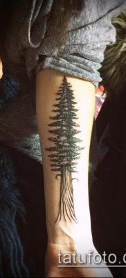 صورة وشم شجرة التنوب (وشم شجرة التنوب) (قيمة) - مثال الرسم - 008