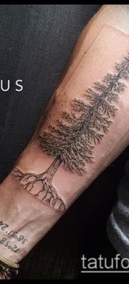 صورة وشم شجرة التنوب (وشم شجرة التنوب) (قيمة) - مثال الرسم - 004