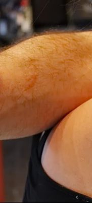 снимка на татуировка на гълъб от 02.02.2018 г. №034 - татуировка на гълъб -