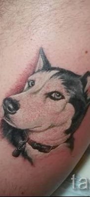 Husky tetovaža - foto primjer gotove tetovaže za članak o značenju 47