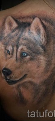 Husky tetovaža - foto primjer gotove tetovaže za članak o značenju 41