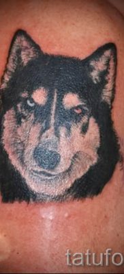 Husky tetovaža - foto primjer gotove tetovaže za članak o vrijednosti 30