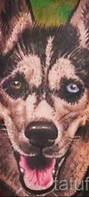Husky tetovaža - foto primjer gotove tetovaže za članak o značenju 13