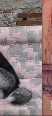Husky tetovaža - foto primjer gotove tetovaže za članak o značenju 11