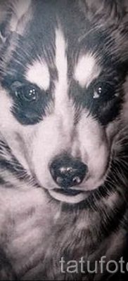 Husky tetovaža - foto primjer gotove tetovaže za članak o značenju 7