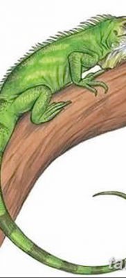 fotó az Iguana tetoválásról, 2018.02.09. №022 - Iguana tetoválás -