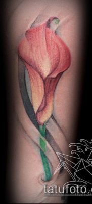 calla liliom tetoválás 273. szám - a minta érdekes változata, amely könnyen használható az etióp calla liliom tetoválásaként történő megváltoztatására és alkalmazására