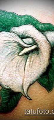 A calla liliom tetoválás # 560 a minta klassz változata, amely jól használható az akvarell calla liliom tetoválás átdolgozására és alkalmazására