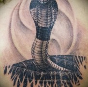 Betydningen af ​​kobra -tatoveringen 6756345
