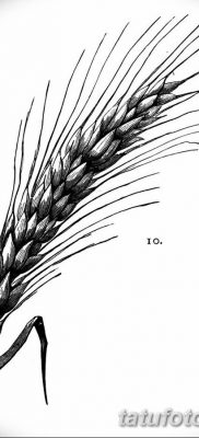 صورة وشم أذن القمح من 21.12.2017 №039 - وشم سبايك القمح -