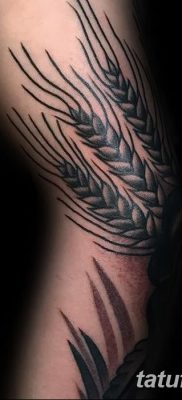 صورة وشم أذن من القمح من 21.12.2017 №051 - وشم سبايك القمح -