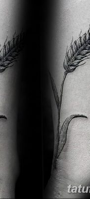 صورة وشم أذن من القمح من 21.12.2017 №053 - وشم سبايك القمح -