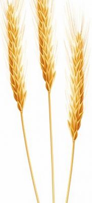 صورة وشم أذن القمح من 21.12.2017 №007 - وشم سبايك القمح -