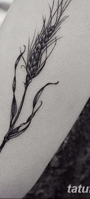 صورة وشم أذن القمح من 21.12.2017 №011 - وشم سبايك القمح -