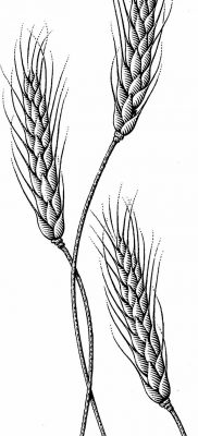 صورة وشم الأذن من القمح من 21.12.2017 №019 - وشم سبايك القمح - 347324234