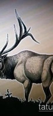 صورة وشم الأيائل (معنى) - مثال على رسم وشم مثير للاهتمام - 037