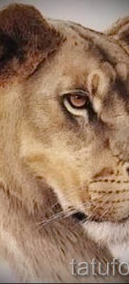 снимка на татуировка на лъвица за статия за значението на татуировка на лъвица - tatufoto.ru - 13