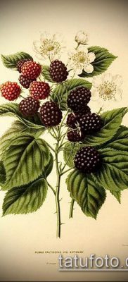 fotó egy málnás tetoválásról (jelentése) - egy példa egy érdekes tetoválási rajzra - 021