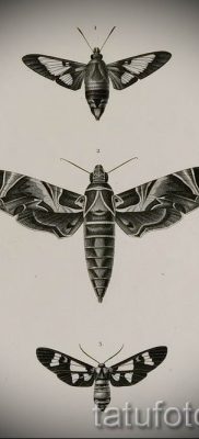 fotó lepke tetoválásról a moly tetoválás jelentéséről szóló cikkhez - tatufoto.ru - 4