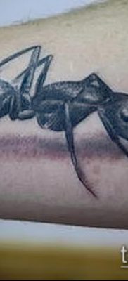 Снимка на татуировка на мравка (значение) - пример за интересен дизайн на татуировка - 050