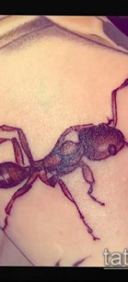 Снимка на татуировка на мравка (значение) - пример за интересен дизайн на татуировка - 044