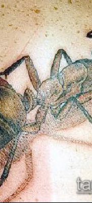 Снимка на татуировка на мравка (значение) - пример за интересен дизайн на татуировка - 036