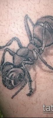 Снимка на татуировка на мравка (значение) - пример за интересен дизайн на татуировка - 035