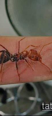 Снимка на татуировка на мравка (значение) - пример за интересна рисунка на татуировка - 008