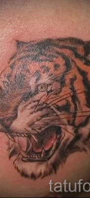 fotó egy tigris vigyoros tetoválásról egy cikkre a vigyortetoválás jelentéséről - tatufoto.ru - 15