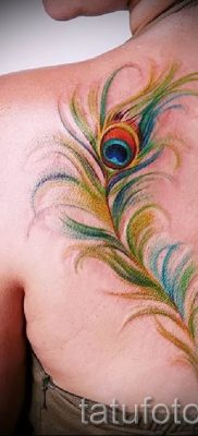 Fotó egy hűvös pávatoll tetoválásról, amelynek vázlata alkalmas a törzsre vagy a lapockára - a tetoválás anyagának jelentése