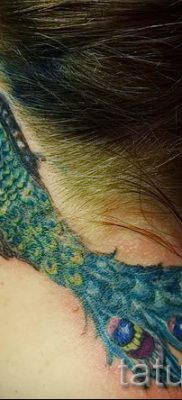 Egy fotó egy elegáns pávatoll tetoválásról, amelynek rajza alkalmas a törzsre vagy a csuklóra - a tetováló anyag jelentése