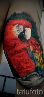 фото пример за татуировка на папагал за статия за значението на татуировка с папагал - 37
