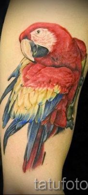 фото пример за татуировка на папагал за статия за значението на татуировка с папагал - 9