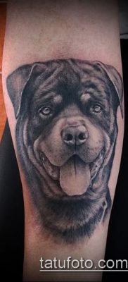 Снимка на татуировка на ротвайлер - 06062017 - пример - 005 татуировка на ротвайлер