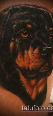 Снимка на татуировка на ротвайлер - 06062017 - пример - 014 татуировка на ротвайлер