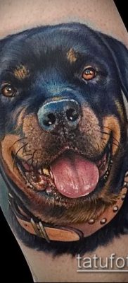 Снимка на татуировка на ротвайлер - 06062017 - пример - 022 татуировка на ротвайлер