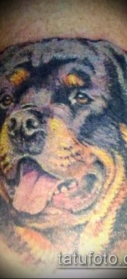 Снимка на татуировка на ротвайлер - 06062017 - пример - 024 татуировка на ротвайлер