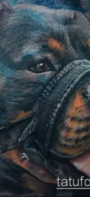 Снимка на татуировка на ротвайлер - 06062017 - пример - 036 татуировка на ротвайлер