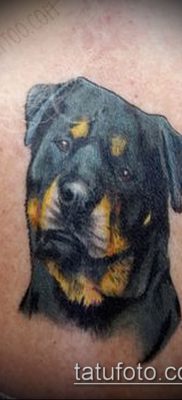 Снимка на татуировка на ротвайлер - 06062017 - пример - 054 татуировка на ротвайлер