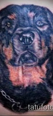 Снимка на татуировка на ротвайлер - 06062017 - пример - 061 татуировка на ротвайлер