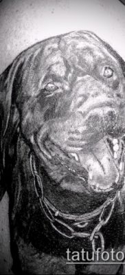 Снимка на татуировка на ротвайлер - 06062017 - пример - 075 татуировка на ротвайлер