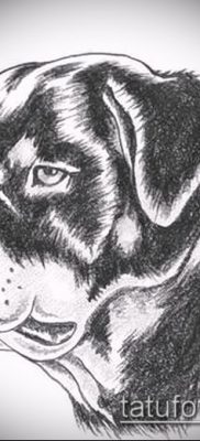 Снимка на татуировка на ротвайлер - 06062017 - пример - 083 татуировка на ротвайлер
