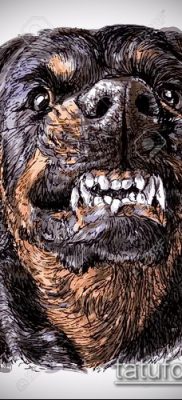 Снимка на татуировка на ротвайлер - 06062017 - пример - 083 Татуировка на ротвайлер 23422