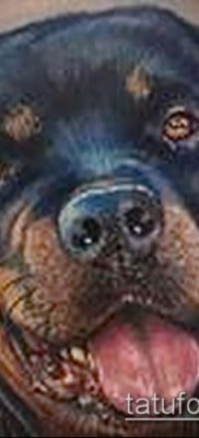 Снимка на татуировка на ротвайлер - 06062017 - пример - 085 татуировка на ротвайлер