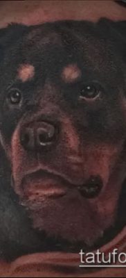 Снимка на татуировка на ротвайлер - 06062017 - пример - 090 татуировка на ротвайлер