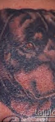 Снимка на татуировка на ротвайлер - 06062017 - пример - 093 татуировка на ротвайлер